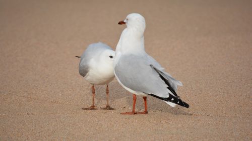 Kajakas, Paukštis, Kepuraitė, Jūros Paukštis, Paplūdimys, Papludimys, Gyvūnas, Gamta, Laukinė Gamta, Smėlis, Fauna, Australia