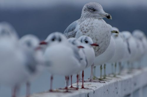 Kajakas, Vandens Paukštis, Vanduo, Oras, Gamta