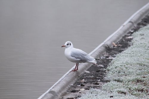 Kajakas, Vandens Paukštis, Paukštis, Seevogel, Uostas, Gyvūnas, Gamta, Vanduo, Balta, Gyvūnų Pasaulis, Sąskaitą, Ežeras, Rūkas, Parkas, Kraštovaizdis, Nuotaika, Šaltas, Lapai, Morgenstimmung, Lauke, Ruduo, Poilsis, Idilija, Žiema, Mįslingas