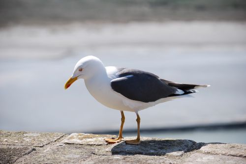 Kajakas, Gyvūnai, Kepuraitė, Gamta, Paukštis, Gyvūnas, Laukinė Gamta, Laukinis Gyvūnas, Ornitologija, Fauna, Sparnai, Jūra