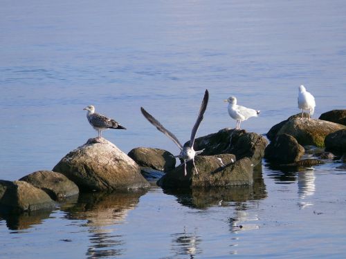 Kajakas, Paukštis, Jūra, Vanduo, Gyvūnas, Vandens Paukštis