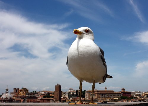 Žuvėdra,  Roma,  Paukštis,  Italija