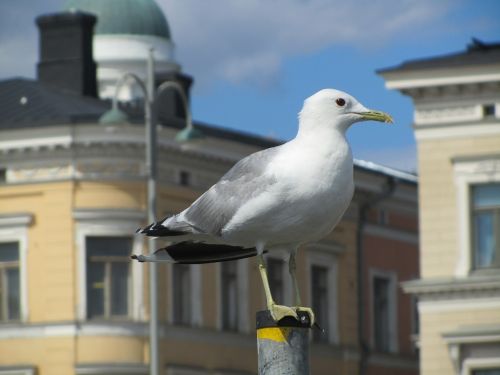 Kajakas, Paukštis, Uostas, Seevogel, Vandens Paukštis, Uždaryti