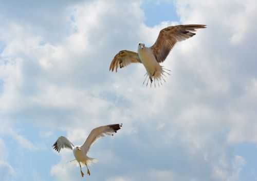 Kajakas, Stol, Paukščiai, Skrydis, Dangus, Sparnai