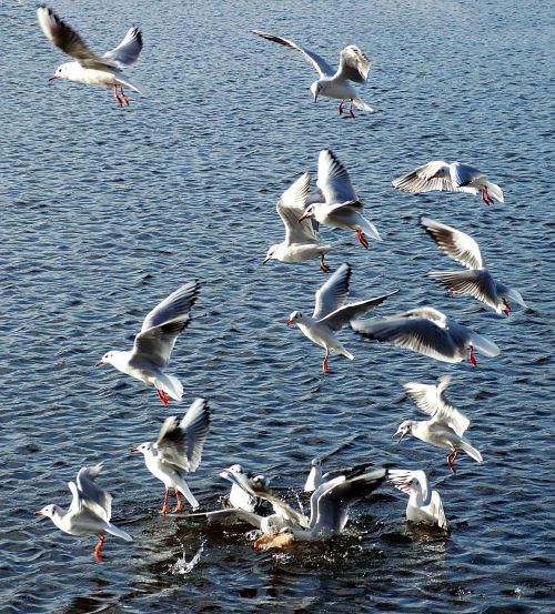 Kajakas,  Paukštis,  Jūra,  Kepuraitė,  Pajūryje,  Papludimys,  Gamta,  Vanduo,  Vasara,  Gyvūnas,  Dangus,  Dizainas,  Vandenynas,  Kelionė,  Laisvė,  Fauna,  Piešimas,  Apdaila,  Jūros Paukštis,  Plunksna,  Balta,  Sparnai,  Skraidantis,  Skrydis,  Laukinė Gamta,  Skristi,  Mėlynas,  Saulė,  Jūrų,  Vėjas,  Siluetas,  Debesys,  Laukiniai,  Kraštovaizdis,  Rytas