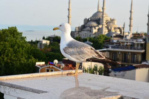 Kajakas, Mėlyna Mečetė, Istanbulas