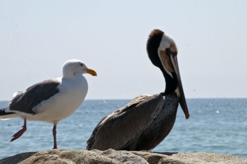 Pelican,  Kajakas,  Pelikanai,  Papludimys,  Jūra,  Vandenynas,  Kajakas Ir Pelikanas