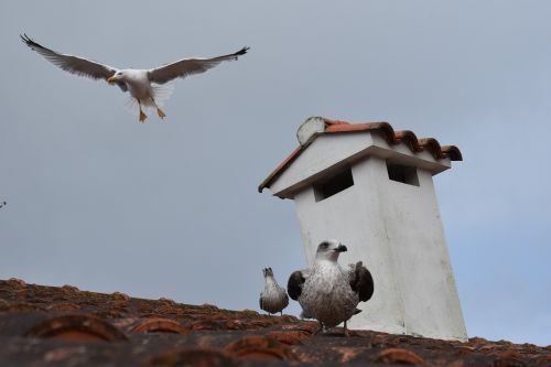 Žuvėdros, Skraidantis, Galicia