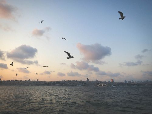 Žuvėdros, Paukščiai, Dangus, Debesys, Vanduo, Valtys, Kranto, Miestas, Panorama, Vaizdas, Pastatai, Istanbulas