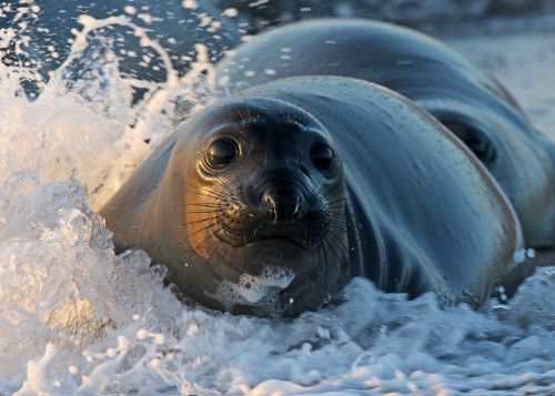 Antspaudas, Papludimys, Bangos, Vanduo, Naršyti, Portretas, Laukinė Gamta, Gamta, Iš Arti, Žiūri, Žinduolis, Pinniped, Dykuma, Blm, Piedras Blancas Lengvoji Stotis, Kalifornija, Usa, Natūrali Zona, Krantas, Pajūryje, Okeanų Sala, Kranto