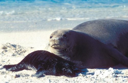 Antspaudas,  Motina,  Šuniukas,  Šeima,  Motinystė,  Laukinė Gamta,  Gamta,  Papludimys,  Vanduo,  Žinduolis,  Tėvas,  Jūrų