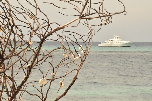 Seashell,  Medis,  Pobūdį,  Baltas Smėlis,  Smėlis,  Maldyvai,  Kelionė,  Mėlyna,  Vandenynas