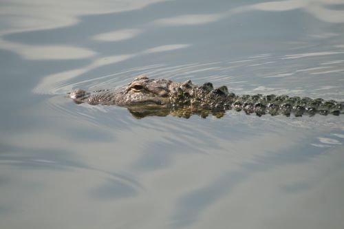 Aligatorius,  Aligatorius,  Florida,  Ropliai,  Gyvūnas,  Pamatysite Vėliau Gator