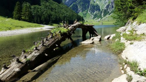 Seealpsee, Šaknis, Šveicarija, Ežeras, Gamta, Alpių, Medis, Vanduo