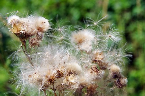 Sėklos,  Augalų,  Cirse,  Sudėtinis,  Thistle,  Skrydis,  Šviesa