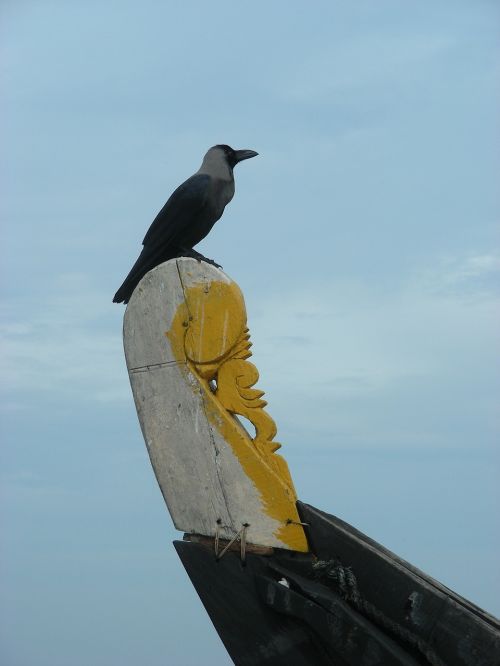 Seevogel, Žvejybos Laivas, Indija