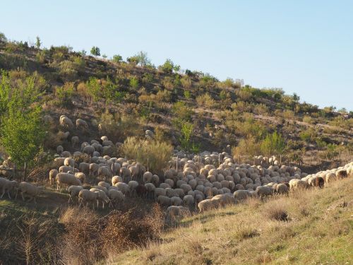 Segovia, Avys, Laukas, Žygiai, Gamta, Flock, Gyvūnai