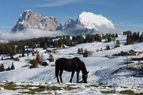 Stover Alm, Sassolungo, Arkliai, Kalnai, Dolomitai