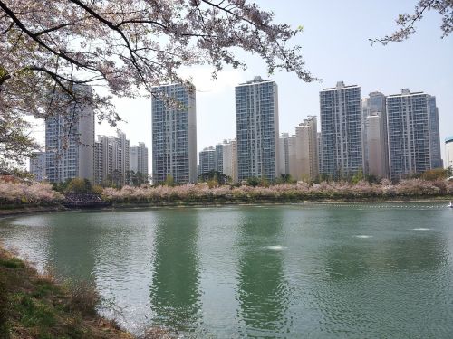 Seokchon Ežeras, Ežero Rūmai, Pavasaris, Beoc Gėlės