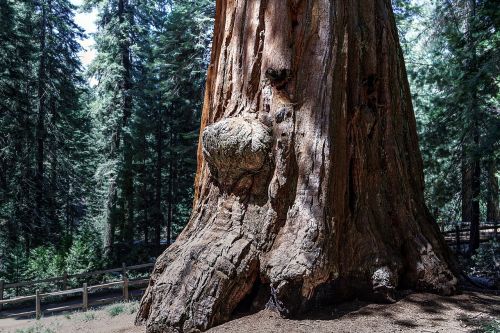 Sekvijų Medis, Sekoia Nacionalinis Parkas, Kalifornija, Sekvija, Usa
