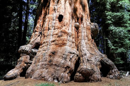 Sekvijų Medis, Sekoia Nacionalinis Parkas, Kalifornija, Sekvija, Usa