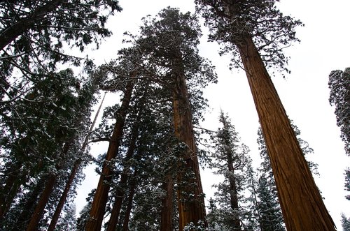 Sequoia,  Sniegas,  Pilka,  Žiemos,  Šalto,  Gamta