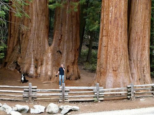 Sekvijų Medžiai, Sekvija, Mediena, Kalifornija, Usa, Gamta, Turistų Atrakcijos