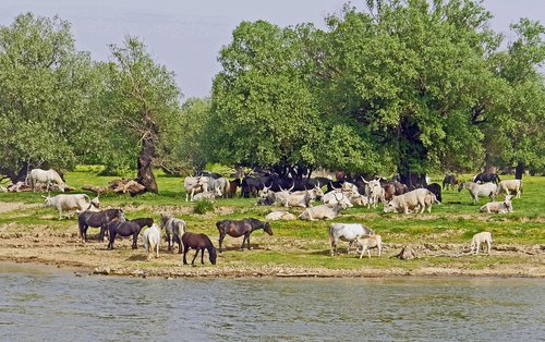 Serbijoje,  Dunojaus Saloje,  Be Ganomi,  Arkliai,  Galvijų,  Medžiai,  Pobūdį,  Bankas,  Dunojaus,  Balkan,  Ganyklos,  Gyvūnai,  Ragai