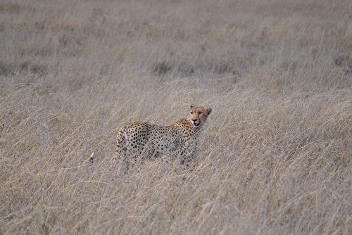 Serengeti, Tanzanija, Kenya, Safari, Afrika, Gepardas, Gyvūnas, Serengeti Parkas