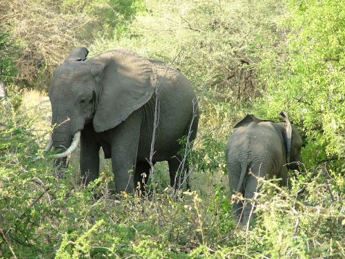 Serengeti, Safari, Ngorongoro, Tanzanija, Laukinė Gamta, Nuotykis, Kelionė, Www, Taitravellers, Com