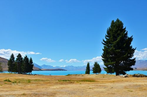 Ramybė, Lakefront, Medis, Naujoji Zelandija