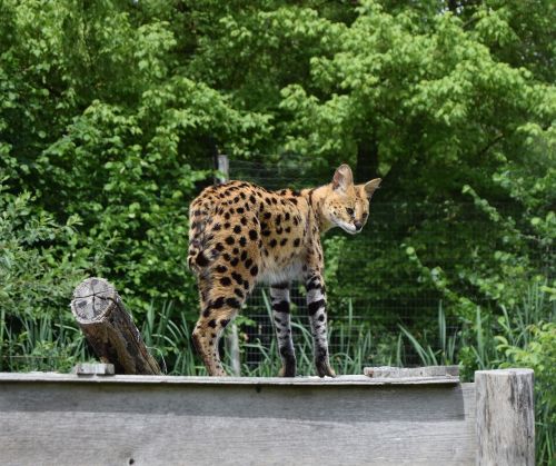 Serval, Kačių, Zoologijos Sodas, Katė, Laukiniai