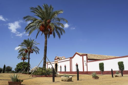 Sevilla, Polo, Stovyklos, Ispanija, Palmė
