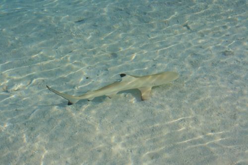 Ryklys, Maldyvai, Žuvis