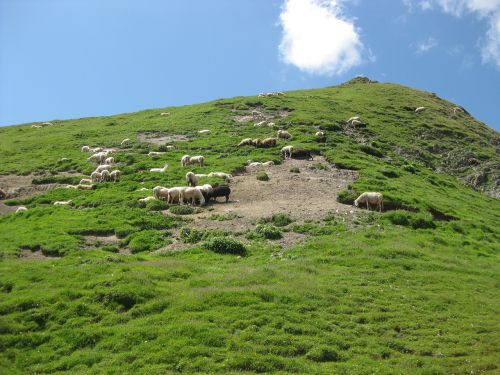 Aštrus, Alpės, Austria, Gamta, Vasara, Kraštovaizdis, Europa, Žalias