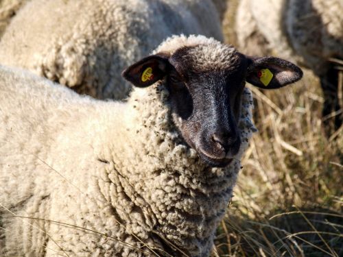 Avys, Ganykla, Gamta, Ganyti, Gyvūnas, Gyvuliai, Kraštovaizdis, Flock, Žolė