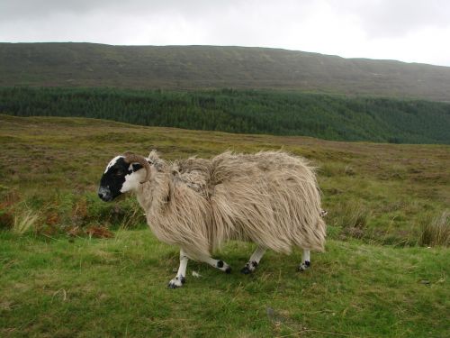 Avys, Gyvuliai, Škotija, Vilnos, Gamta, Jungtinė Karalystė, Šiaurės Škotija