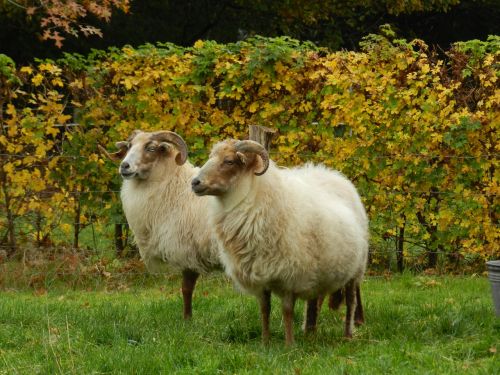 Avys, Virėjo S, Drenthe Heath Sheep