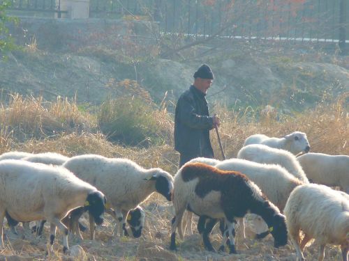 Avys, Avių Pulkas, Schäfer, Flock, Turkija