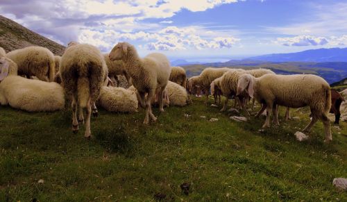 Avys, Flock, Kraštovaizdis, Debesys, Žolė, Kalnas, Žalias, Prato, Gyvūnas, Ežeras, Garda