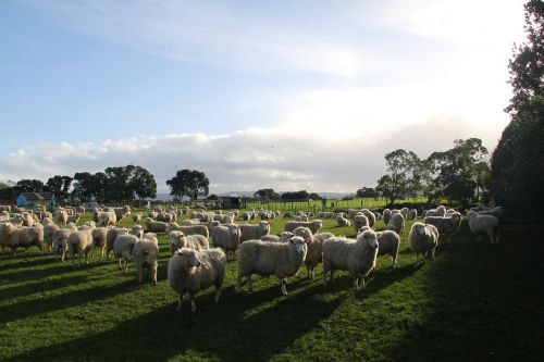 Avys, Ūkis, Paddock, Naujoji Zelandija
