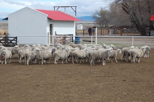 Avys, Laukas, Patagonia, Chubut, Vilnos