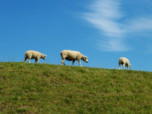 Avys, Ėriukai, Nyderlandai, Gyvuliai, Žemdirbystė, Žolė, Ganykla, Dike, Edam, Kaimas