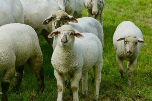 Avys, Avių Pulkas, Ganykla, Ėriukai, Jaunas Gyvūnas, Schäfchen, Gyvūnai, Vilnos, Flock