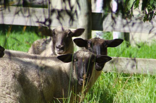 Avys, Gyvūnai, Naujoji Zelandija, Ūkis
