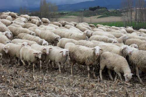 Avys, Avių Pulkas, Gyvūnai, Ispanija