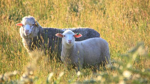 Avys, Naminis Gyvūnėlis, Prairie