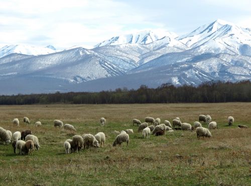 Avys, Flock, Ganykla, Pieva, Kalnai, Sniegas, Sniegas, Gyvoji Gamta, Gyvūnai, Kraštovaizdis, Gamta