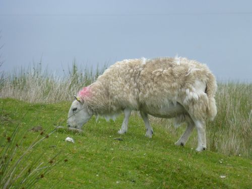 Avys, Škotija, Gamta