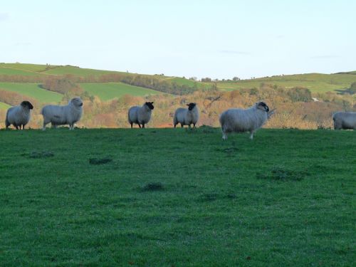 Avys, Airija, Gamta